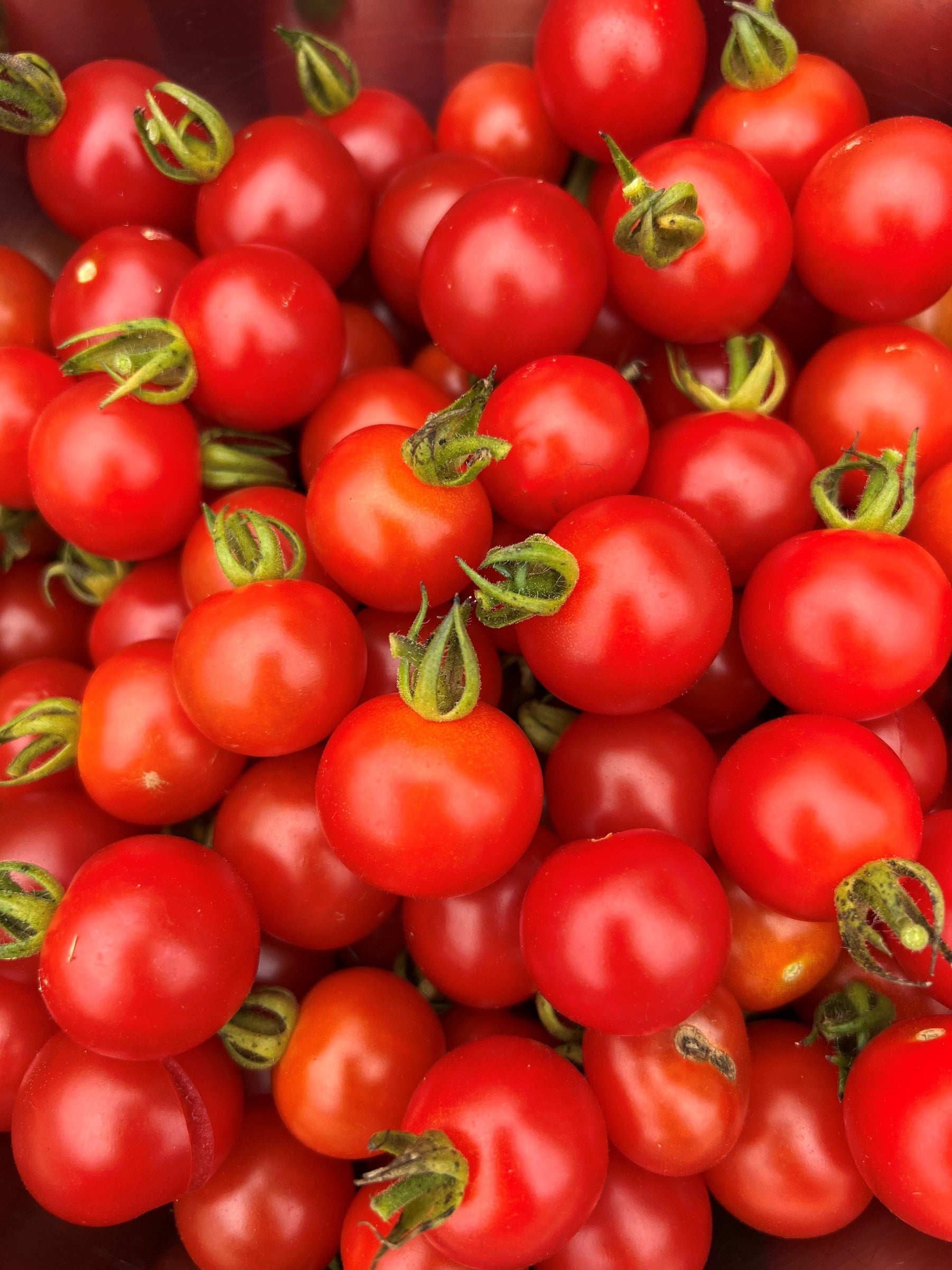 Sowing the seed - tui + mo collective