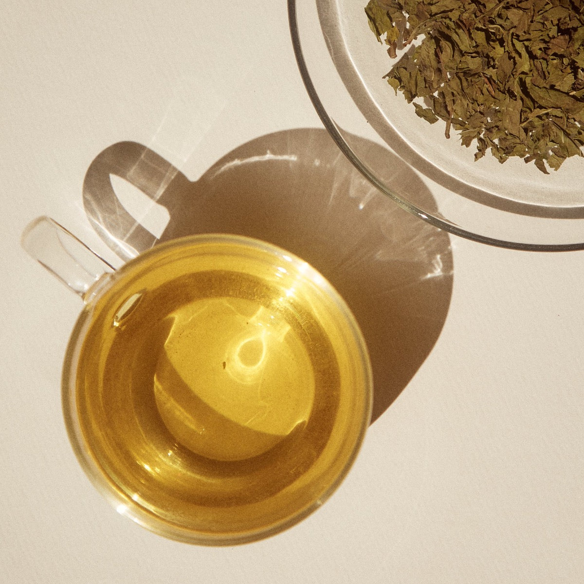 ON SUNDAYS-Sencha Green-20 serves