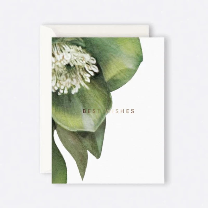 Father Rabbit - Hellebore "Best Wishes" Card